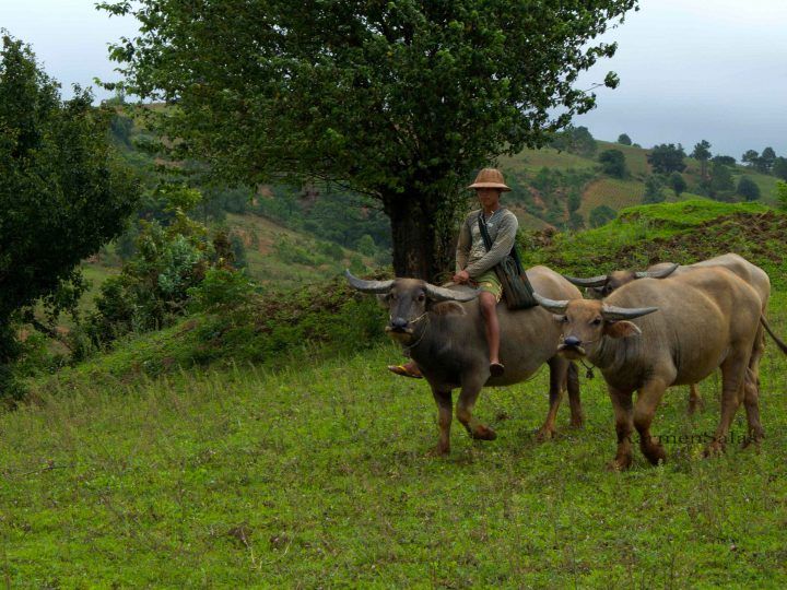 TREKKING DESDE KALAW AL LAGO INLE, MYANMAR